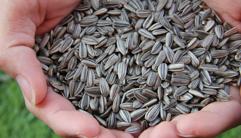 ヒマワリ種の外皮