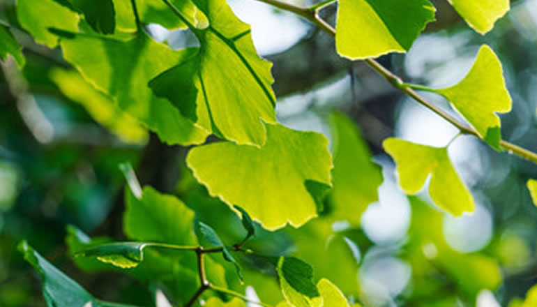 イチョウ葉エキス