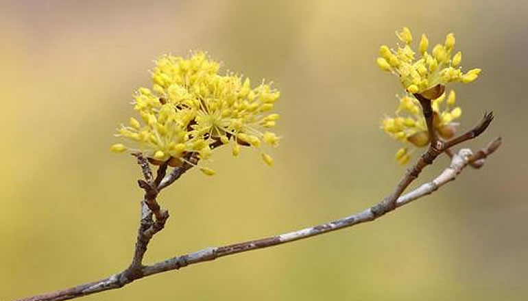 山茱萸（サンシュユ）